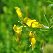 Foto Kelch Genista germanica