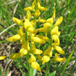 Portraitfoto Genista germanica