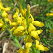 Bl&uuml;tenfoto Genista germanica