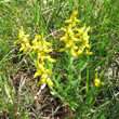 Habitusfoto Genista germanica