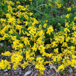 Habitusfoto Genista pilosa