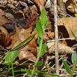 Blätterfoto Genista pilosa