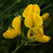 Blütenfoto Genista radiata