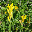 Portraitfoto Genista sagittalis