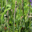 Foto der Jungpflanze Genista sagittalis