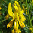 Blütenfoto Genista tinctoria