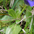 Blätterfoto Gentiana acaulis