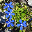 Portraitfoto Gentiana bavarica subsp.subacaulis