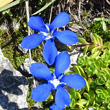 Blütenfoto Gentiana bavarica subsp.subacaulis