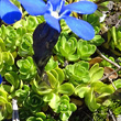 Blätterfoto Gentiana bavarica subsp.subacaulis