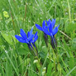 Blütenfoto Gentiana bavarica subsp.bavarica