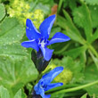Portraitfoto Gentiana bavarica subsp.bavarica