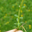 Stängel-/Stammfoto Gentiana bavarica subsp.bavarica