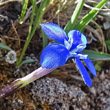 Blütenfoto Gentiana brachyphylla