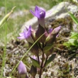 Blütenfoto Gentiana campestris - violett