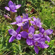 Portraitfoto Gentiana campestris - violett