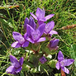Foto von Besonderheit Gentiana campestris - violett