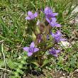 Habitusfoto Gentiana campestris - violett