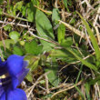 Blätterfoto Gentiana clusii