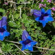 Foto von Besonderheit Gentiana clusii