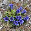 Habitusfoto Gentiana clusii