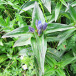 Blätterfoto Gentiana cruciata