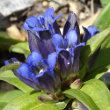 Portraitfoto Gentiana cruciata