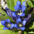 Blütenfoto Gentiana cruciata