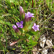 Portraitfoto Gentiana engadinensis