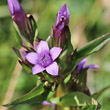 Blütenfoto Gentiana engadinensis