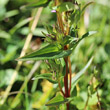 Blätterfoto Gentiana engadinensis