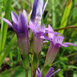 Portraitfoto Gentiana germanica