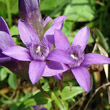 Blütenfoto Gentiana germanica