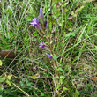 Habitusfoto Gentiana germanica