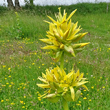 Portraitfoto Gentiana lutea