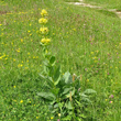 Habitusfoto Gentiana lutea