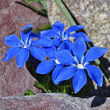 Portraitfoto Gentiana orbicularis