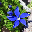 Blütenfoto Gentiana orbicularis