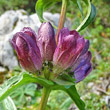 Foto von Besonderheit Gentiana pannonica