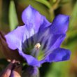 Blütenfoto Gentiana pneumonanthe