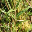 Blätterfoto Gentiana pneumonanthe