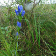 Habitusfoto Gentiana pneumonanthe