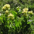 Habitusfoto Gentiana punctata