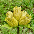 Portraitfoto Gentiana punctata