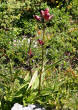 Habitusfoto Gentiana purpurea