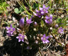 Blütenfoto Gentiana ramosa