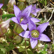 Portraitfoto Gentiana ramosa