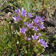 Habitusfoto Gentiana ramosa