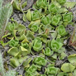 Blätterfoto Gentiana schleicheri