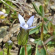 Portraitfoto Gentiana tenella